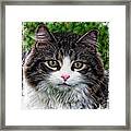Decorative Maine Coon Cat A4122016 Framed Print
