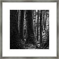 Deep Dark Forest Ii Framed Print