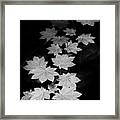 Deep Forest Maple Framed Print