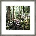 Deep In The Oregon Forest Framed Print