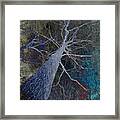 Deep In The Woods Framed Print