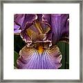 Deep Lavender Iris Framed Print
