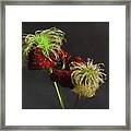 Deep Red Clematis And Seed Head Framed Print