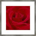 Deep Red Rose Framed Print