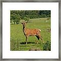 Deer Calf. Framed Print