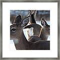 Deer Family Framed Print
