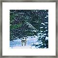 Deer In A Snowy Glade Framed Print