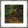 Deer In Repose Framed Print