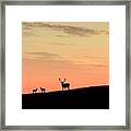 Deer In Silhouette Framed Print