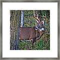 Deer In The Woods Framed Print