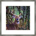 Deer Framed Print