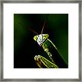 Defender Of The Garden - Preying Mantis Framed Print