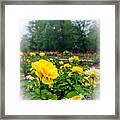 Delaware Park Yellow Roses Framed Print