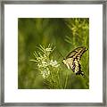 Delicate Beauty Framed Print