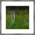 Delicate Between Agony 6794 Framed Print