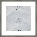 Delicate Bird Tracks In Powder Sand Destin Florida Framed Print