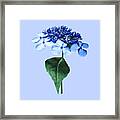 Delicate Blue Lacecap Hydrangea Framed Print