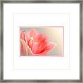 Delicate Blushing Bride Lily Framed Print