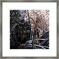 Delicate Grass Plumes Framed Print
