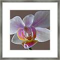 Delicate Orchid Framed Print