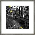 Delicate Path Framed Print
