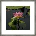 Delicate Purple Lotus Waterlily Framed Print