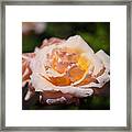 Delicate Rose Framed Print