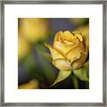 Delicate Yellow Rose Framed Print