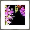 Dendrobium Miyakei Orchids At The Conservatory 4 Framed Print