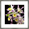 Dendrobium Orchid Framed Print