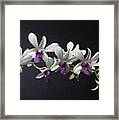 Dendrobium Orchid Framed Print