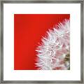 Dandelion Red Framed Print
