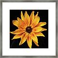 Denver Daisy Framed Print