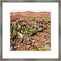 Desert Cactus In Bloom Framed Print