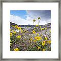 Desert Gold In Death Valley Framed Print