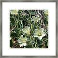 Desert Holly Framed Print