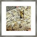 Desert Horned Viper Framed Print