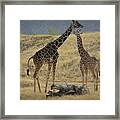 Desert Palm Giraffe Framed Print