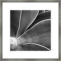 Desert Plant #3 - Agave Framed Print