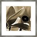 Design By Cyclamen. Framed Print