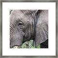 Detail Of An African Elephant's Face Framed Print