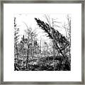 Devastation Framed Print