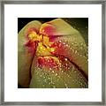 Dew Drops On The Tulip Framed Print