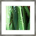 Dew Framed Print