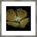 Dew To Drought 546 Framed Print