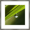 Dewdrop On A Blade Of Grass Framed Print