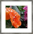 Dewy Pansy 2 - Side View Framed Print