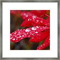 Dewy Petals Framed Print