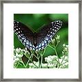 Diana Fritillary Female Framed Print