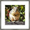 Did You Take My Nuts Framed Print
